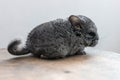 Baby grey chinchilla sitting on brown wood slice. Lovely and cute pet, background, close-up. Royalty Free Stock Photo