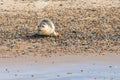 Baby Grey and Common or Harbour Seals Royalty Free Stock Photo