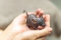 Baby grey dumbo sphinx rat sitting in female hands. Lovely and cute pet, background, close-up.