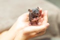 Baby grey dumbo sphinx rat sitting in female hands. Lovely and cute pet, background, close-up, top view. Royalty Free Stock Photo