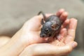 Baby grey dumbo sphinx rat wirh curly whiskers sitting in female hands. Lovely and cute pet, background, close-up.