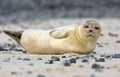 Baby grey seal