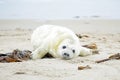 Baby Grey Seal (Halichoerus grypus) on the beach Royalty Free Stock Photo