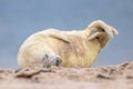 baby seal puppy bent of laughter Royalty Free Stock Photo