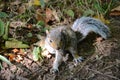 A baby grey squirrel Royalty Free Stock Photo