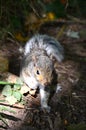 A baby grey squirrel Royalty Free Stock Photo