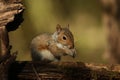 A baby Grey Squirrel (Sciurus carolinensis). Royalty Free Stock Photo