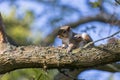 Baby Grey Squirrel  watching from a tree Royalty Free Stock Photo