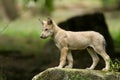 Baby Grey wolf in the forest