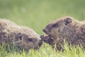 Baby groundhogs nudging Royalty Free Stock Photo