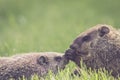 Baby groundhogs nudging Royalty Free Stock Photo