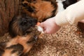 Guinea pig Royalty Free Stock Photo