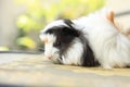 Baby guinea pig Royalty Free Stock Photo