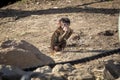 A baby Hamadryas Baboon eating food in the outdoors Royalty Free Stock Photo