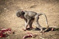A baby Hamadryas Baboon eating food in the outdoors Royalty Free Stock Photo