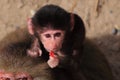 Baby hamadryas baboon eating Royalty Free Stock Photo