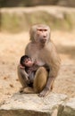 Baby hamadryas baboon with mother Royalty Free Stock Photo