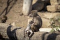 A baby Hamadryas Baboon playing outside with their family unit