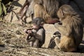 A baby Hamadryas Baboon playing outside with their family unit