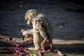 A baby Hamadryas Baboon playing outside with their family unit