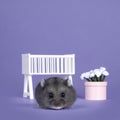 Baby hamster in baby room on purple Royalty Free Stock Photo