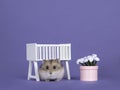 Baby hamster in baby room on purple Royalty Free Stock Photo