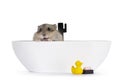 Baby hamster on white background Royalty Free Stock Photo