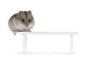 Baby hamster on white background Royalty Free Stock Photo