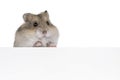 Baby hamster on white background Royalty Free Stock Photo