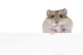 Baby hamster on white background Royalty Free Stock Photo