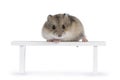 Baby hamster on white background Royalty Free Stock Photo