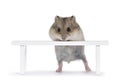 Baby hamster on white background Royalty Free Stock Photo