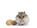 Baby hamster on white background Royalty Free Stock Photo