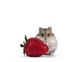 Baby hamster on white background Royalty Free Stock Photo