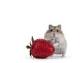 Baby hamster on white background Royalty Free Stock Photo