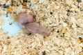 Baby hamsters horizontal composition Royalty Free Stock Photo