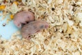 Baby hamsters horizontal composition Royalty Free Stock Photo