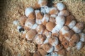 Baby hamsters sleeping Royalty Free Stock Photo