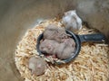 Baby hamsters are sleeping together Royalty Free Stock Photo
