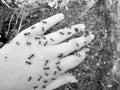 Baby hand on anthill with a swarm of wild brown small ants