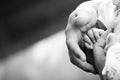 Baby hand gently holding adult finger Royalty Free Stock Photo