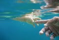 Baby hand holding fathers finger underwater. Hands of father and baby in clear blue water of sea. Parents and child. Royalty Free Stock Photo