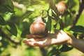 Baby hand pear in tree Royalty Free Stock Photo