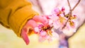 A baby hand is touching blooming pink almond tree flowers Royalty Free Stock Photo