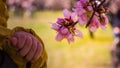 A baby hand is touching blooming pink almond tree flowers Royalty Free Stock Photo