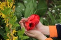 Baby hands holding the opened Bud of a red Tulip