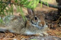 Baby Hare Royalty Free Stock Photo