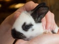 Baby hare in human hands Royalty Free Stock Photo