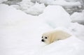 Baby harp seal pup Royalty Free Stock Photo