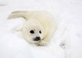 Baby harp seal pup Royalty Free Stock Photo